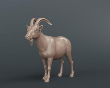 Mountain Goat