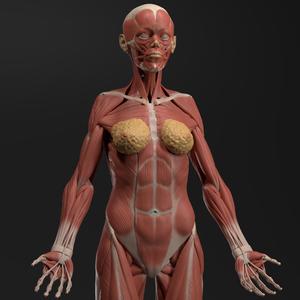 Female Echorche – Anatomy Reference Figure (Pre-Supported)