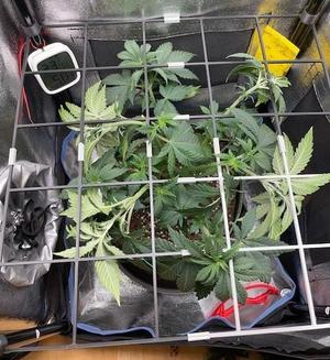 40×40 Scrog Net