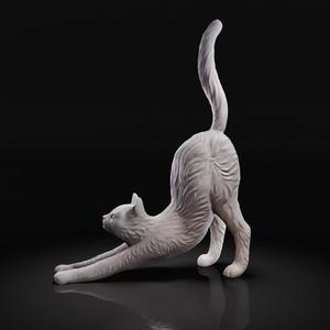 Cat stretching