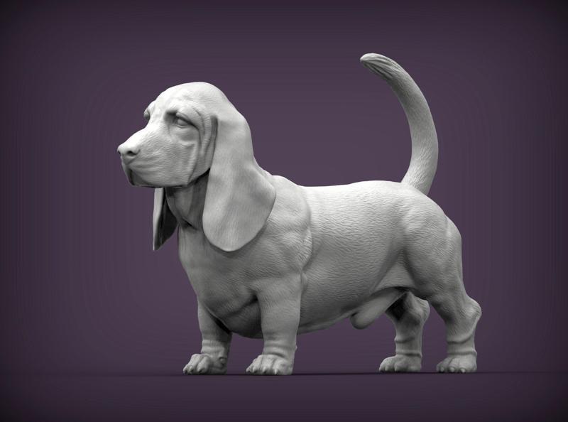 basset hound