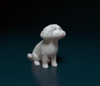 Mini Poodle cross