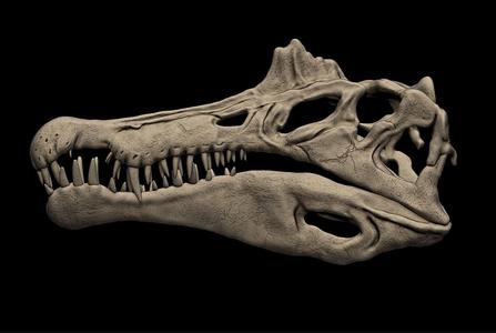 Spinosaurus Skull
