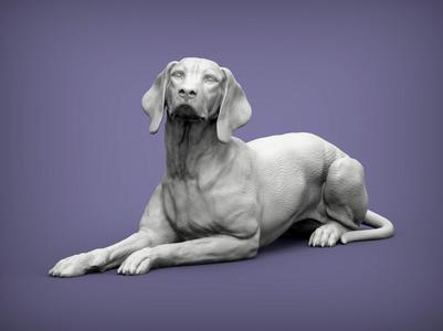 Hungarian vizsla Hungarian Pointing Dog 3D print model