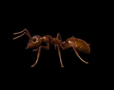 Ant  different poses