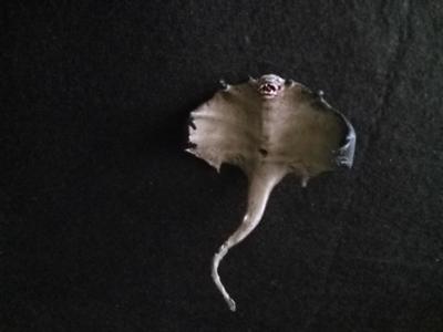Cloaker