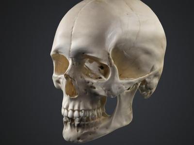 Last filament human skull
