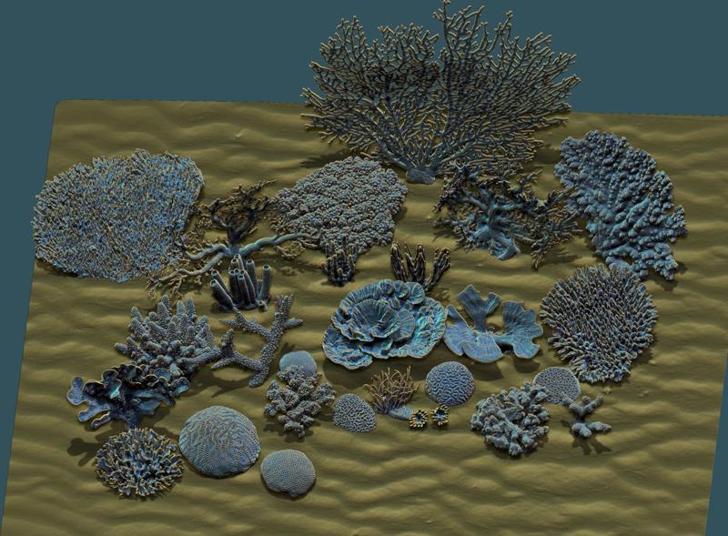 Corals coral