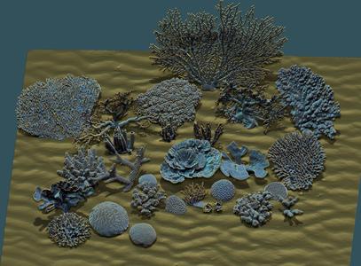 Corals coral