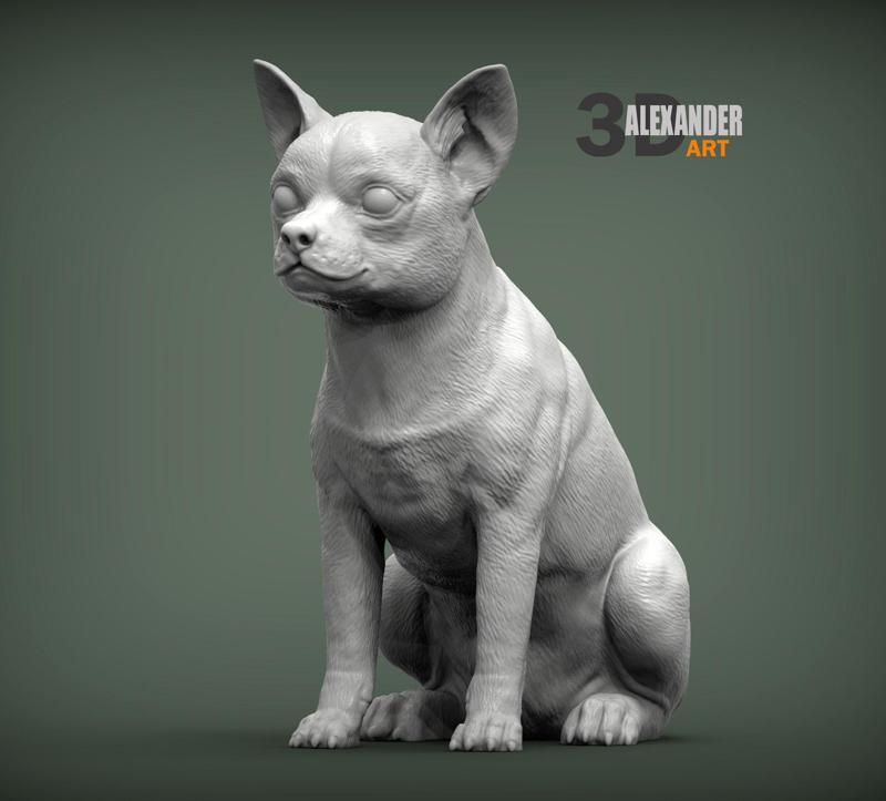 Chihuahua sitting