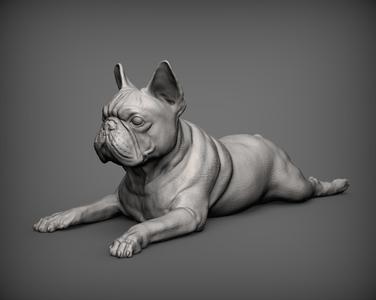 French Bulldog