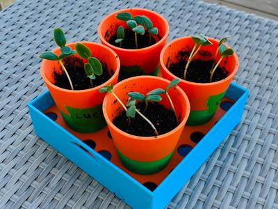 Planter pots with stand and pan