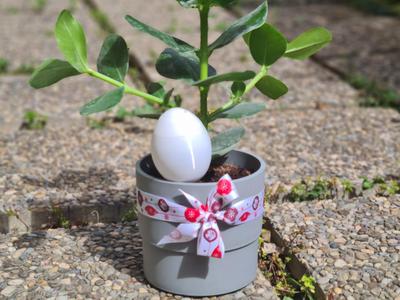 Self-Watering Egg with Water Level Indicator