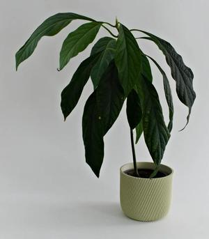 Planter 12cm