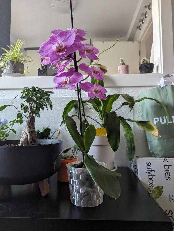 Orchid pot
