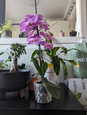 Orchid pot