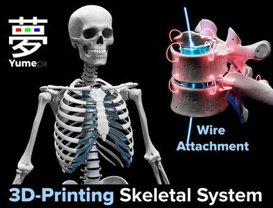 Skeleton – Skeletal System – 3D Printing