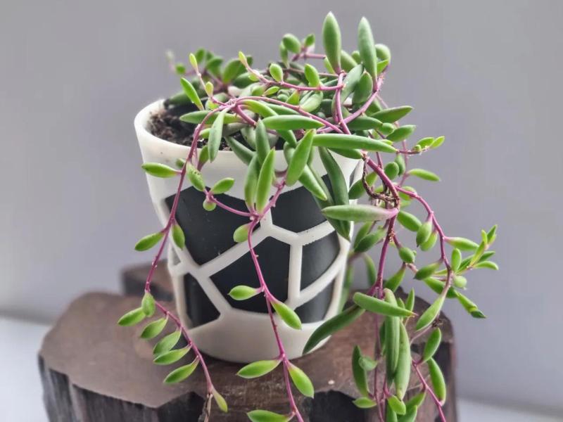 SMALL VORONOI CACTUS & FLOWER PLANTER POT