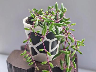 SMALL VORONOI CACTUS & FLOWER PLANTER POT