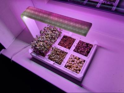 Microgreens Planter