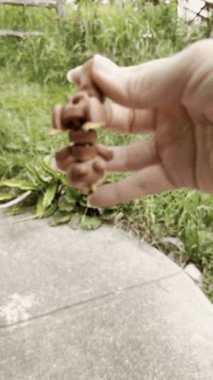 Scout the Squirrel Flexi