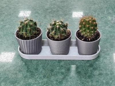 Mini Cactus 3 Planters Set With Tray