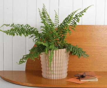 Pina Planter Pot – Great for Home and Decor
