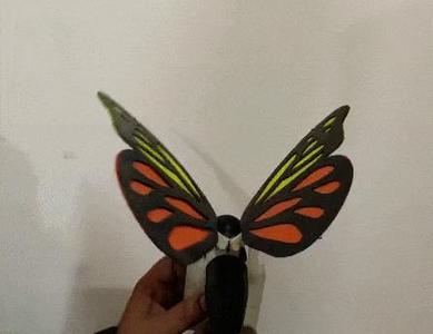 butterfly