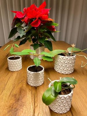 Cactus Plant Pot (watertight)