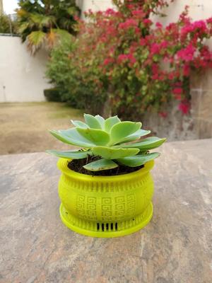Poly & Rustic pot