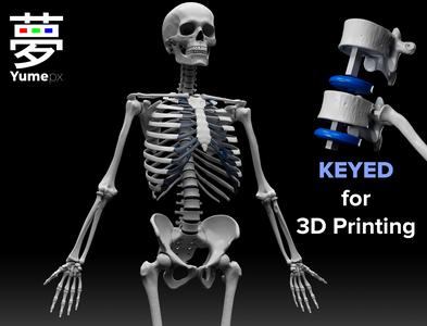 Human Skeleton – 3D Printing