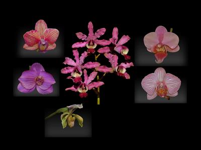 orchid flowers set