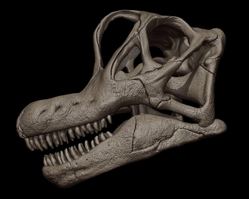 Brachiosaurus Skull 3D Print Model