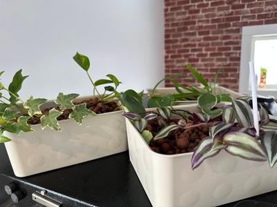 $0.99 Self Watering Hydroponic Planter