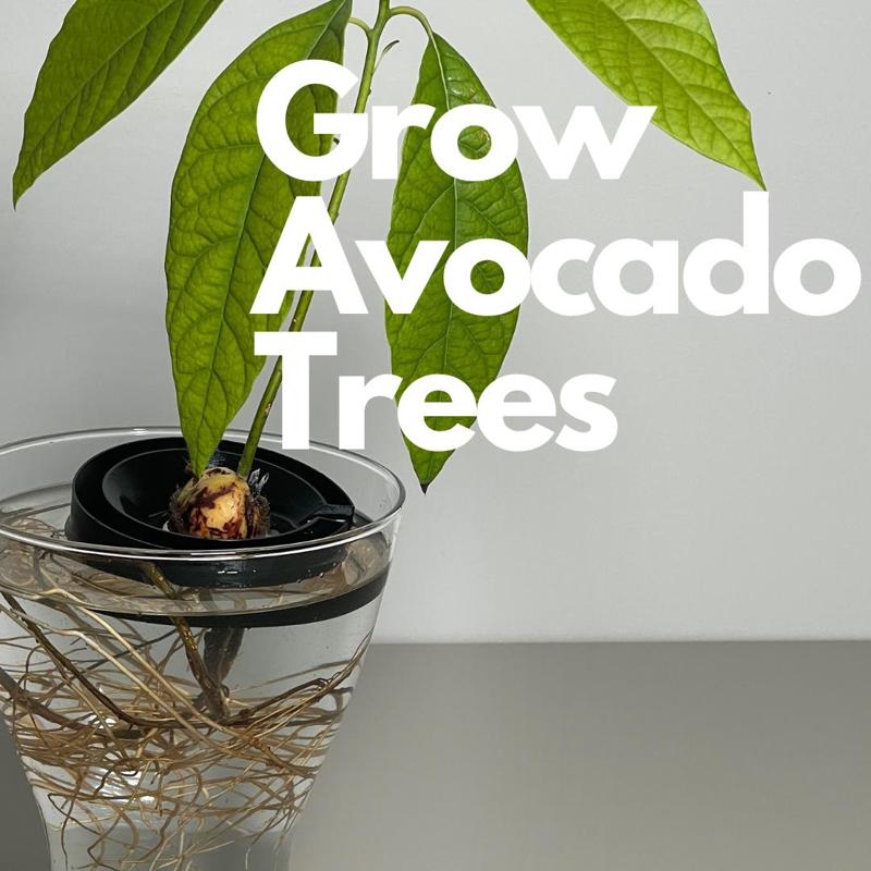 Grow Avocado Seed – Avocado Float