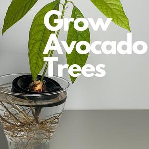 Grow Avocado Seed – Avocado Float