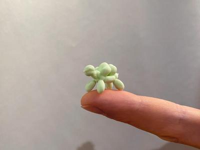 Mini Balloon Turtle