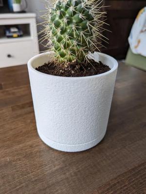 Flower Pot