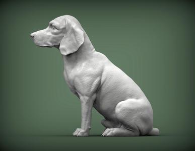 Beagle dog