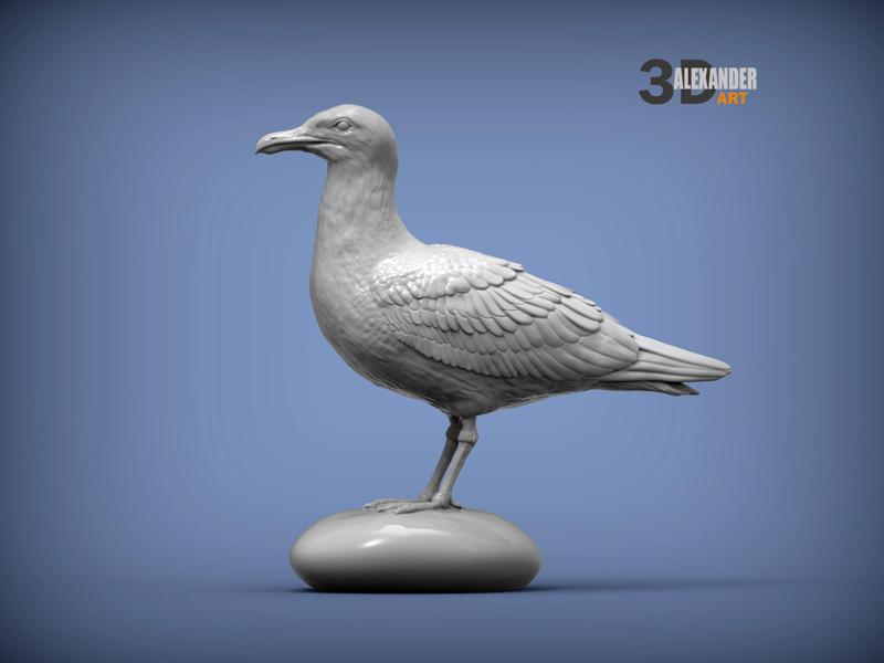Herring gull