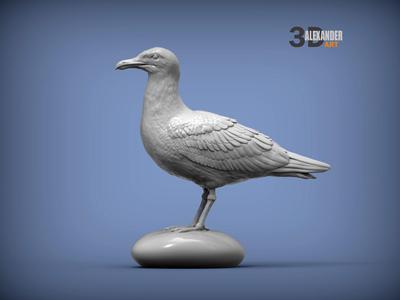 Herring gull