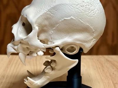 Hyperrealistic Vampire Skull v2024