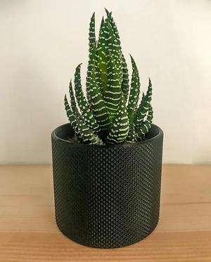 Small succulent knurled pot