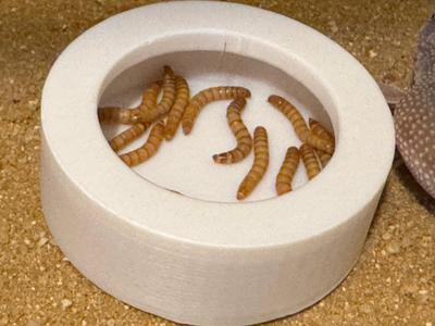 Escape Proof Mealworm Dish