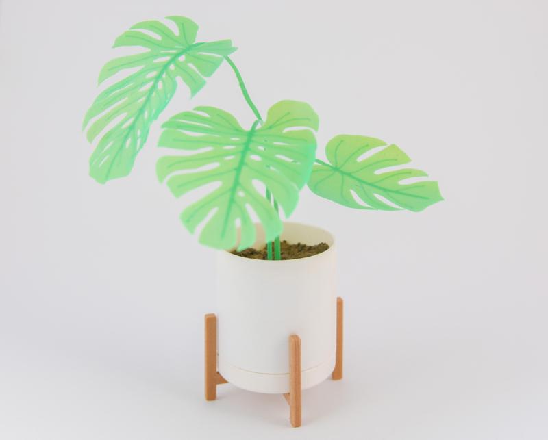 Mini Monsteras & Planter