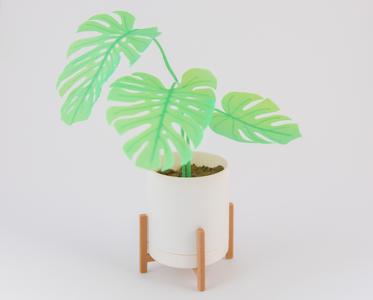 Mini Monsteras & Planter