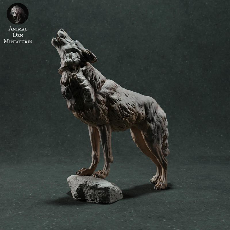 Iberian Wolf Howling
