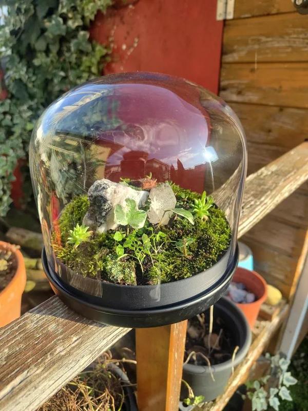Terrarium from IKEA and Nutella glass dooms