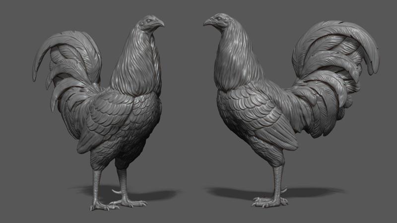 Rooster fighting