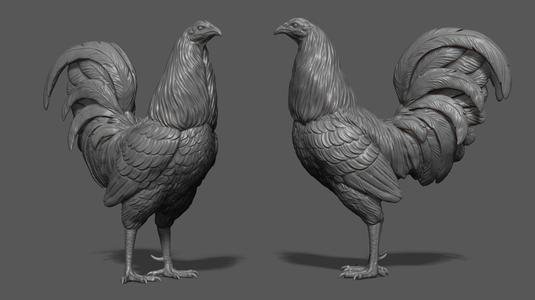 Rooster fighting